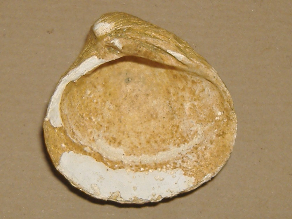 Cardites sp.